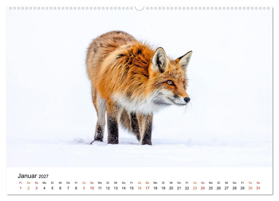 Füchse - Wanderer durch Moos und Farn (CALVENDO Wandkalender 2027)