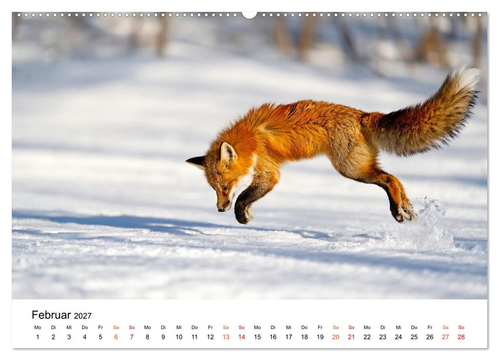 Füchse - Wanderer durch Moos und Farn (CALVENDO Wandkalender 2027)