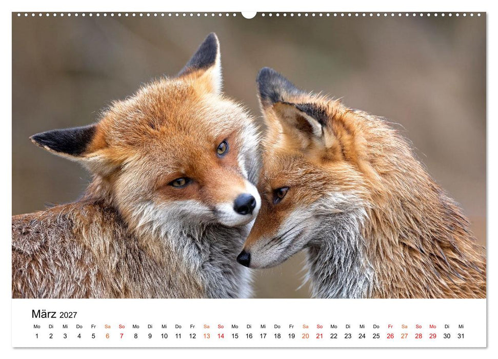 Füchse - Wanderer durch Moos und Farn (CALVENDO Wandkalender 2027)
