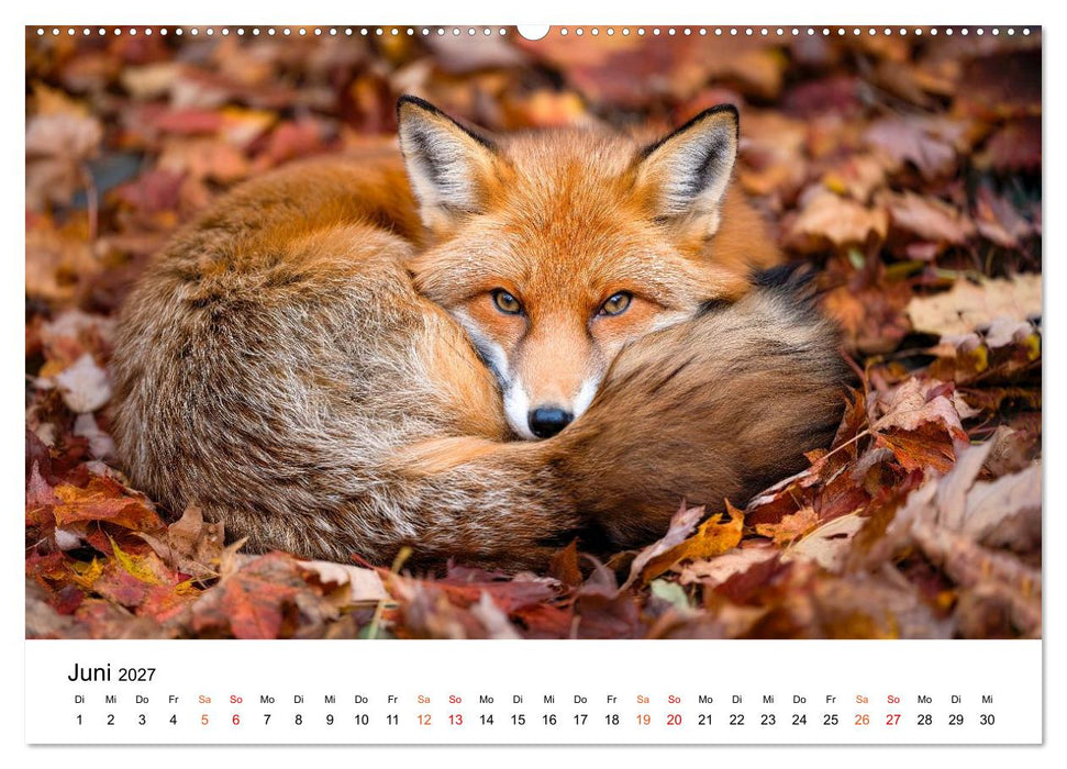 Füchse - Wanderer durch Moos und Farn (CALVENDO Wandkalender 2027)