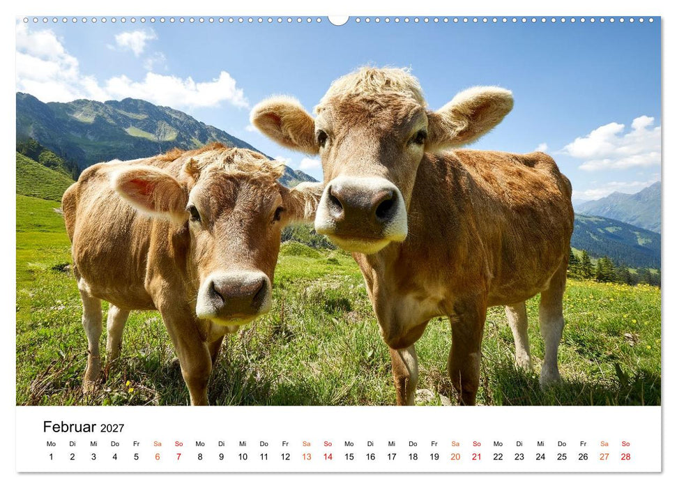 Bergkühe auf der Alm - Natur pur (CALVENDO Wandkalender 2027)