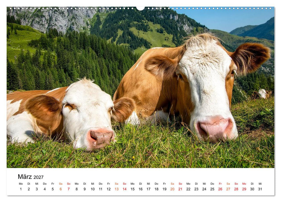 Bergkühe auf der Alm - Natur pur (CALVENDO Wandkalender 2027)