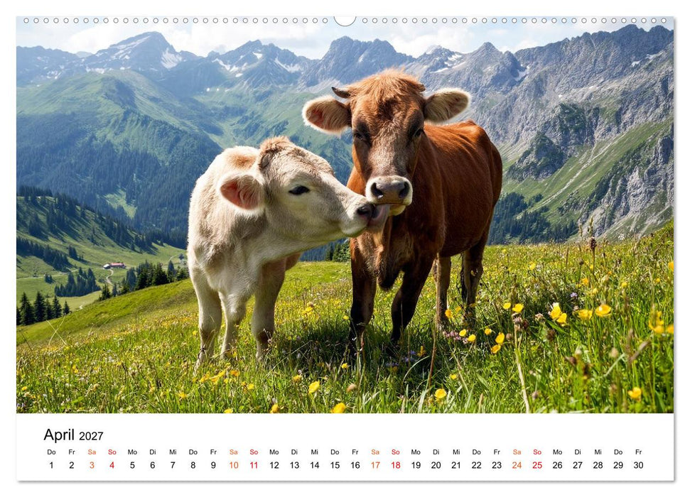 Bergkühe auf der Alm - Natur pur (CALVENDO Wandkalender 2027)