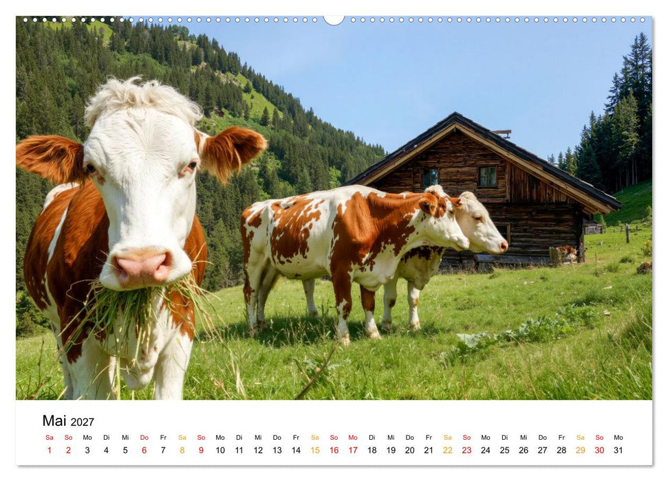 Bergkühe auf der Alm - Natur pur (CALVENDO Wandkalender 2027)