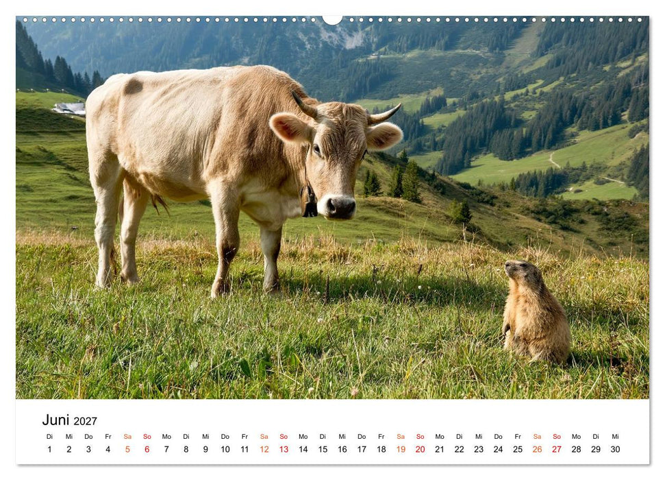 Bergkühe auf der Alm - Natur pur (CALVENDO Wandkalender 2027)