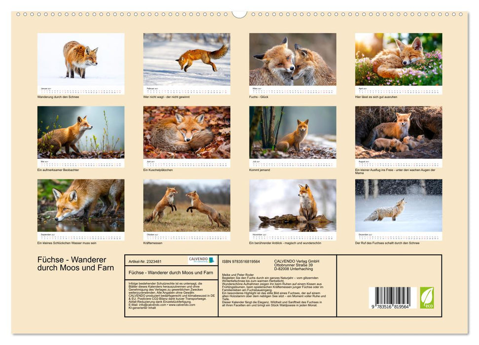 Füchse - Wanderer durch Moos und Farn (CALVENDO Premium Wandkalender 2027)
