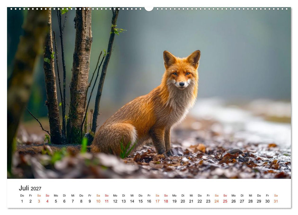 Füchse - Wanderer durch Moos und Farn (CALVENDO Premium Wandkalender 2027)