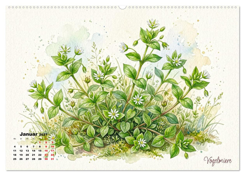 Wilde Kostbarkeiten – Essbar, gesund & wunderschön (CALVENDO Premium Wandkalender 2027)