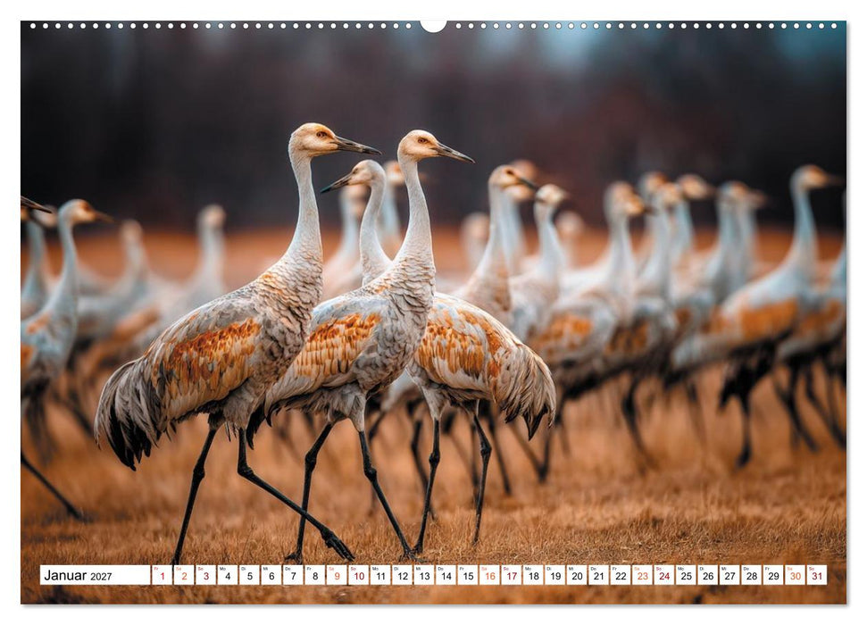 Mit den Kranichen kehrt das Licht in die Seele zurück (CALVENDO Wandkalender 2027)