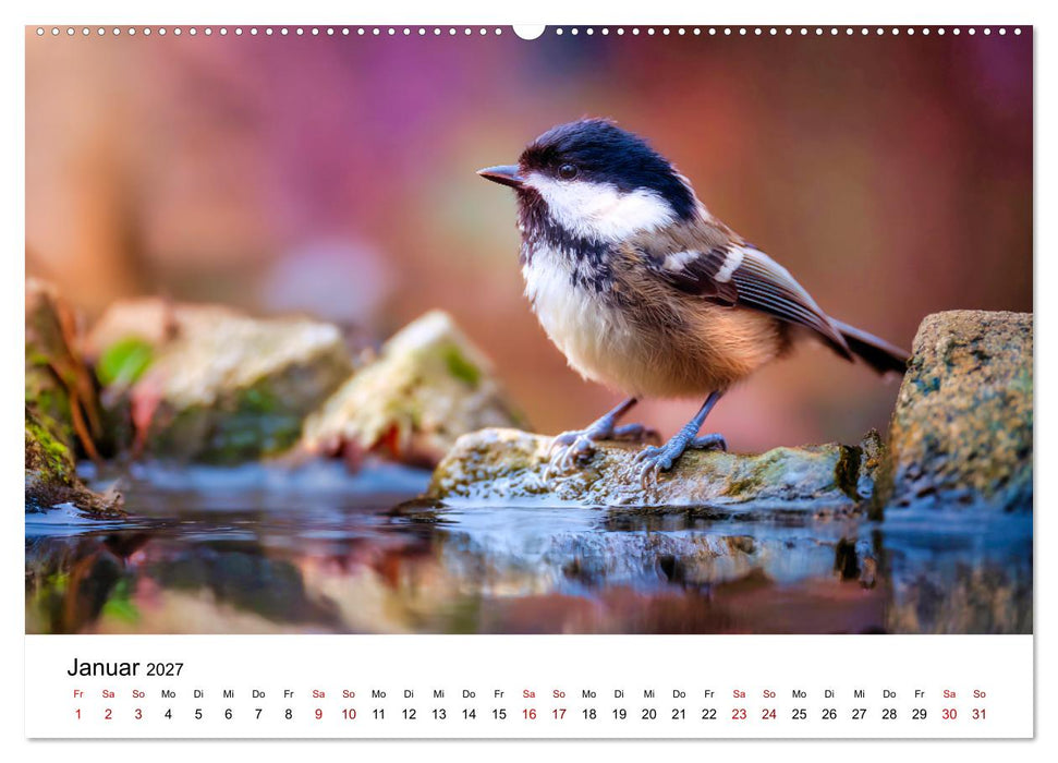 Federleicht - Das geheime Leben der Meisen (CALVENDO Wandkalender 2027)