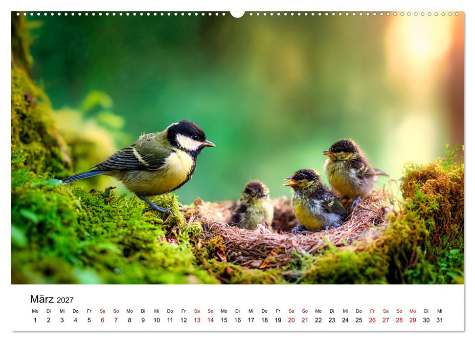 Federleicht - Das geheime Leben der Meisen (CALVENDO Premium Wandkalender 2027)