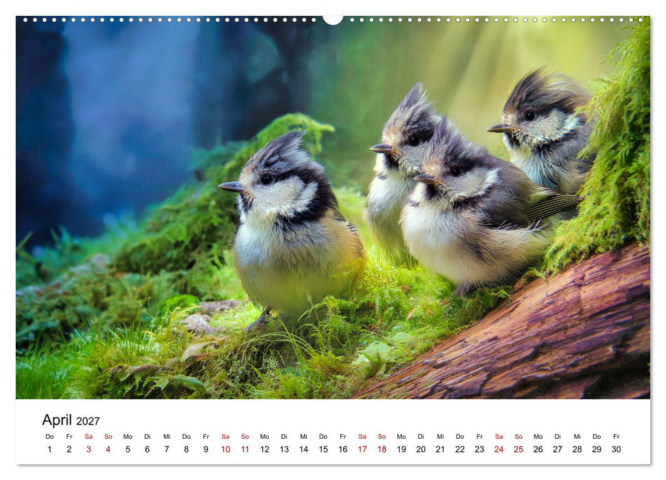 Federleicht - Das geheime Leben der Meisen (CALVENDO Premium Wandkalender 2027)