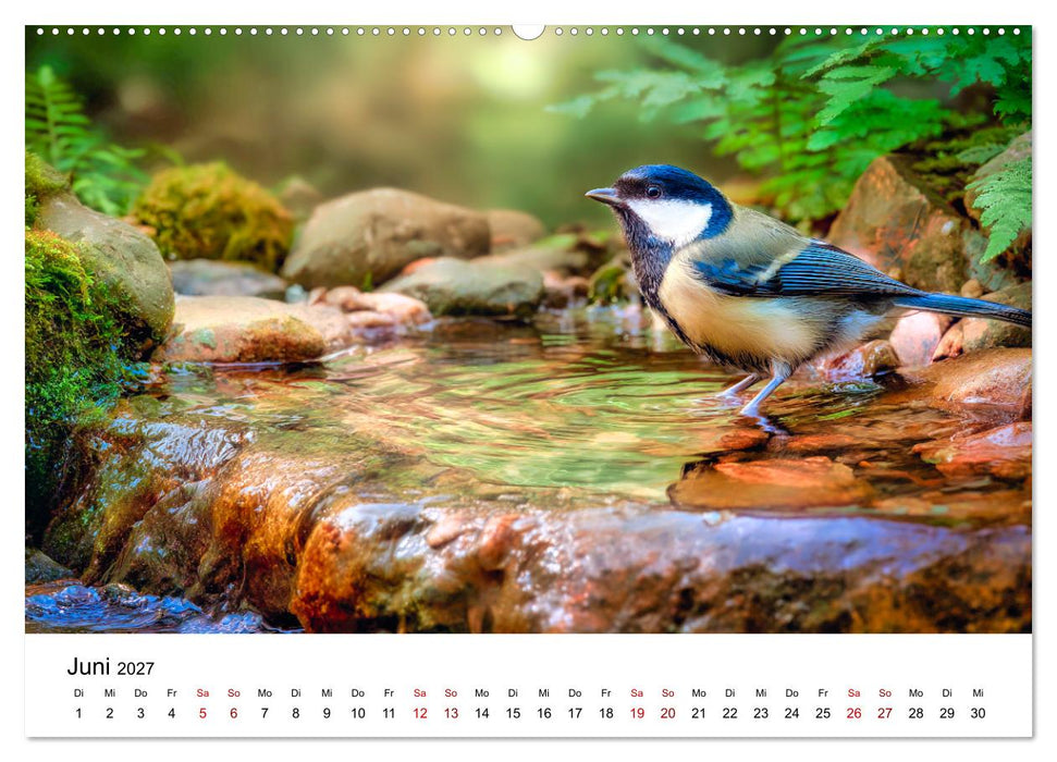 Federleicht - Das geheime Leben der Meisen (CALVENDO Premium Wandkalender 2027)