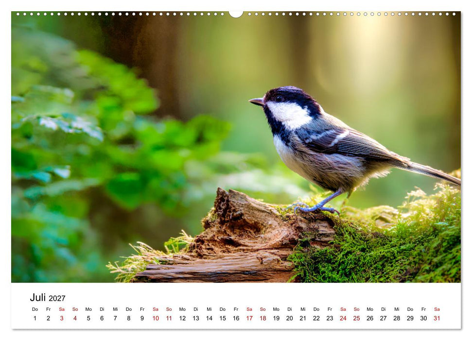 Federleicht - Das geheime Leben der Meisen (CALVENDO Premium Wandkalender 2027)