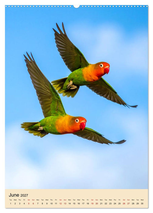 Little Birds in Love (CALVENDO Monthly Calendar 2027)