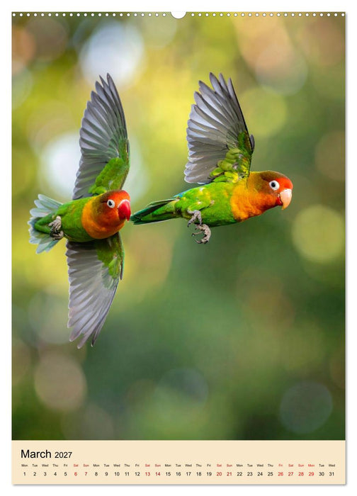 Little Birds in Love (CALVENDO Premium-Calendar 2027)