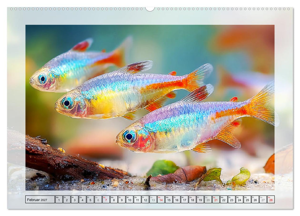 Aquariumfische. Farbenpracht im Süßwasserbecken (CALVENDO Wandkalender 2027)