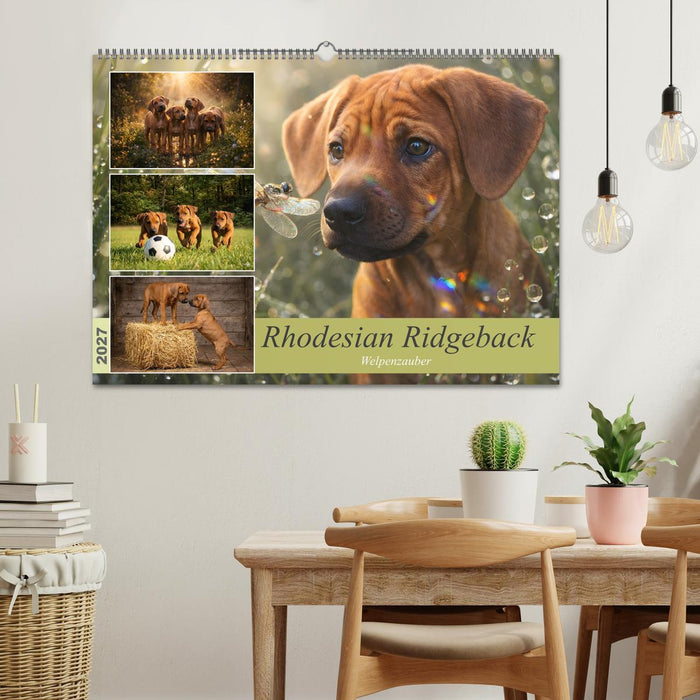 Rhodesian Ridgeback - Welpenzauber (CALVENDO Wandkalender 2027)