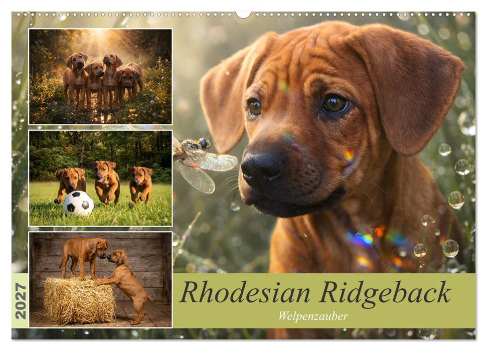 Rhodesian Ridgeback - Welpenzauber (CALVENDO Wandkalender 2027)