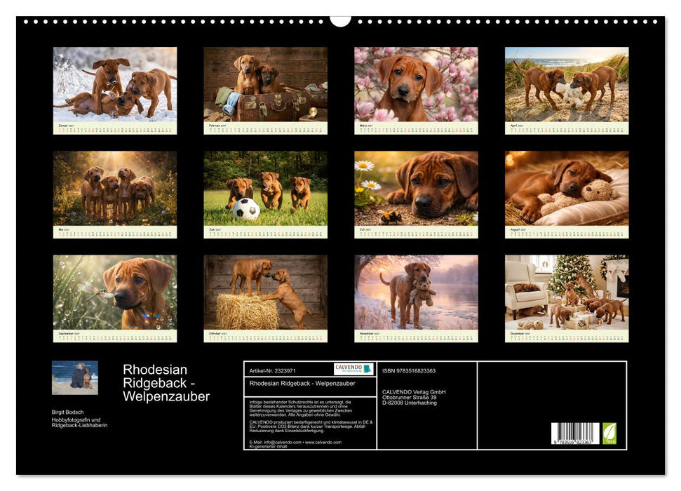 Rhodesian Ridgeback - Welpenzauber (CALVENDO Wandkalender 2027)
