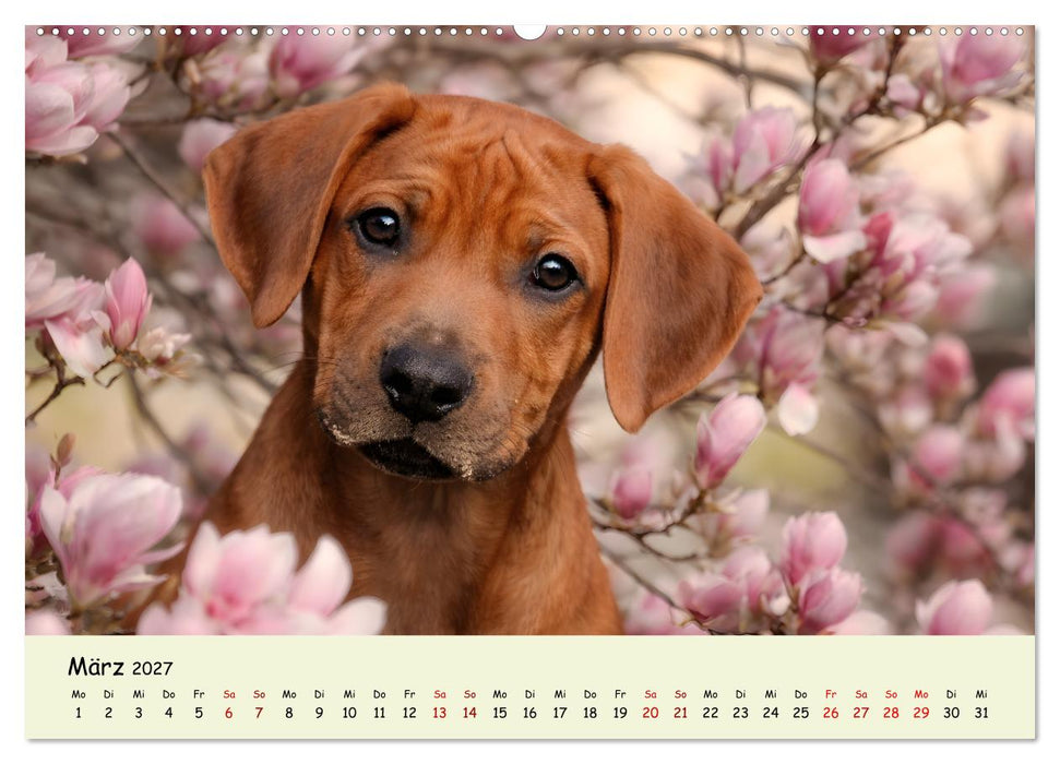 Rhodesian Ridgeback - Welpenzauber (CALVENDO Wandkalender 2027)