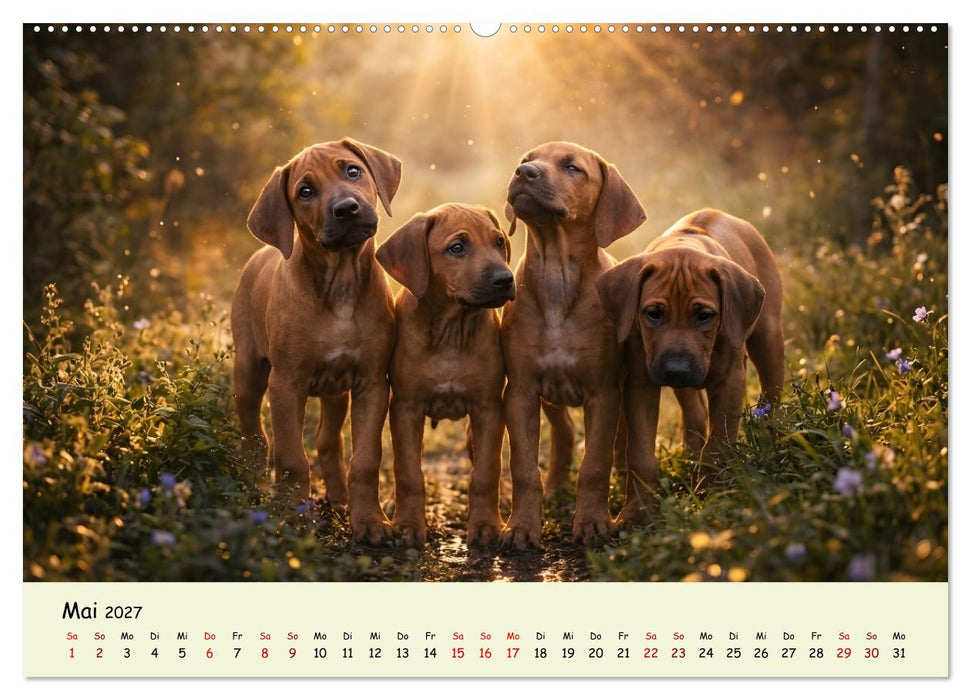 Rhodesian Ridgeback - Welpenzauber (CALVENDO Wandkalender 2027)