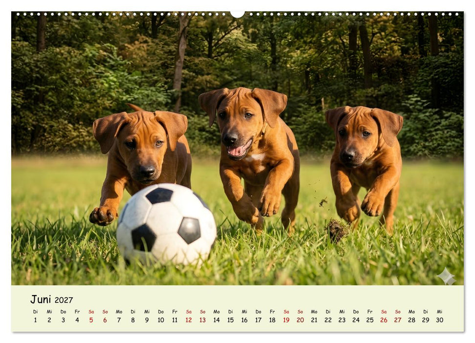 Rhodesian Ridgeback - Welpenzauber (CALVENDO Wandkalender 2027)