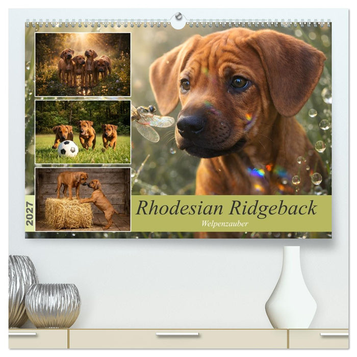 Rhodesian Ridgeback - Welpenzauber (CALVENDO Premium Wandkalender 2027)