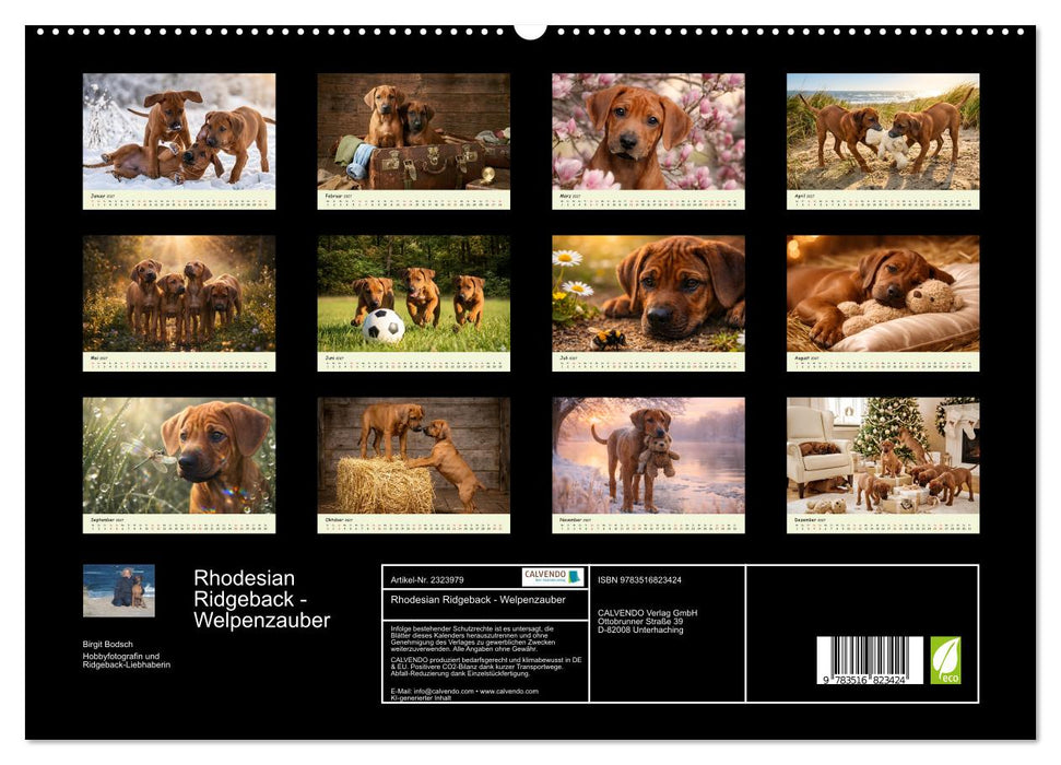Rhodesian Ridgeback - Welpenzauber (CALVENDO Premium Wandkalender 2027)