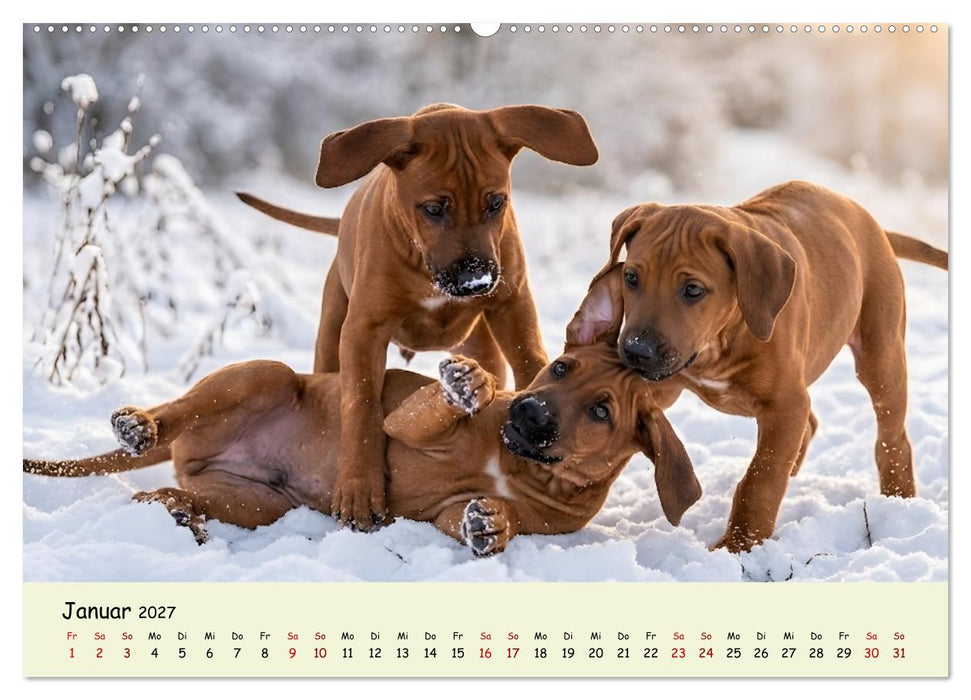Rhodesian Ridgeback - Welpenzauber (CALVENDO Premium Wandkalender 2027)
