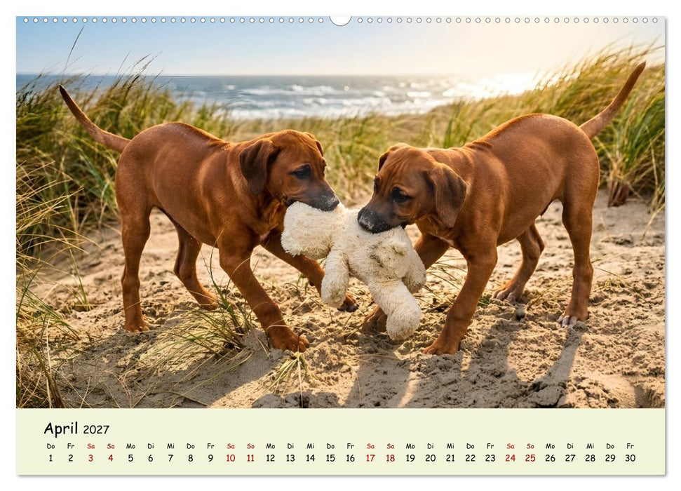 Rhodesian Ridgeback - Welpenzauber (CALVENDO Premium Wandkalender 2027)