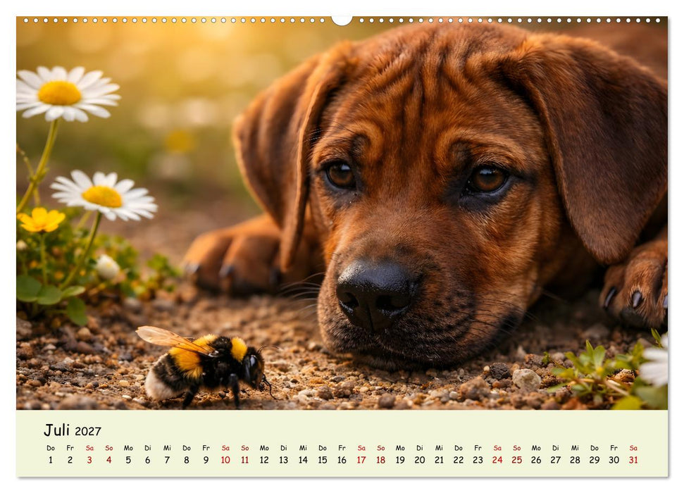 Rhodesian Ridgeback - Welpenzauber (CALVENDO Premium Wandkalender 2027)