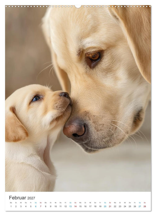 Mein Jahr mit Labradoren (CALVENDO Wandkalender 2027)