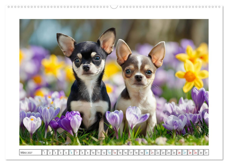 Chihuahua Glücksmomente (CALVENDO Wandkalender 2027)