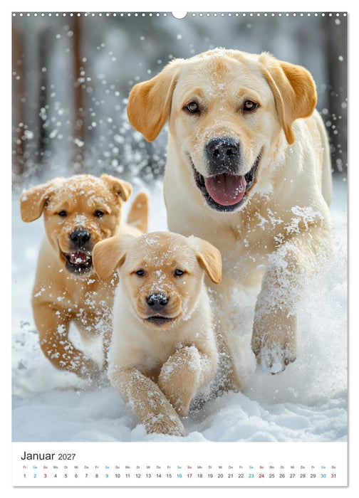 Mein Jahr mit Labradoren (CALVENDO Premium Wandkalender 2027)