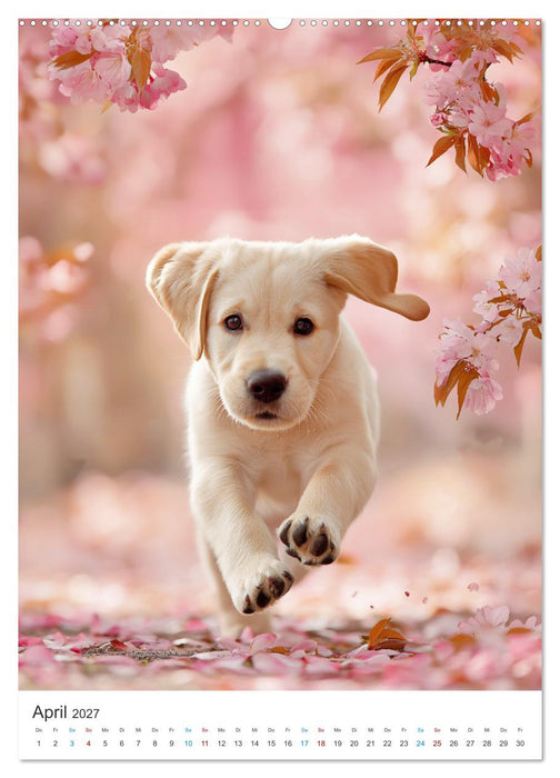 Mein Jahr mit Labradoren (CALVENDO Premium Wandkalender 2027)