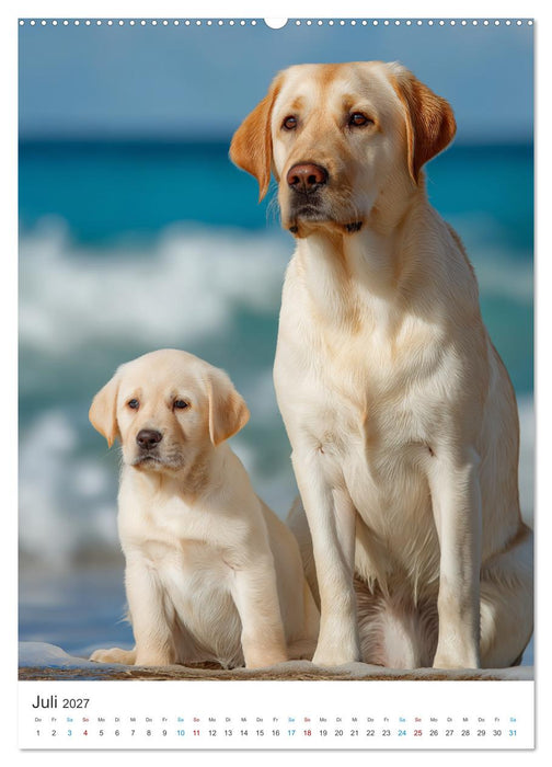 Mein Jahr mit Labradoren (CALVENDO Premium Wandkalender 2027)