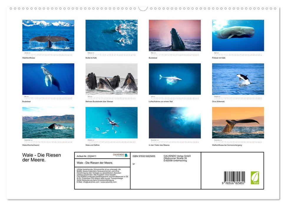 Wale - Die Riesen der Meere. (CALVENDO Premium Wandkalender 2027)
