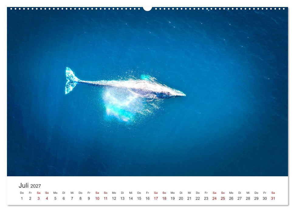 Wale - Die Riesen der Meere. (CALVENDO Premium Wandkalender 2027)