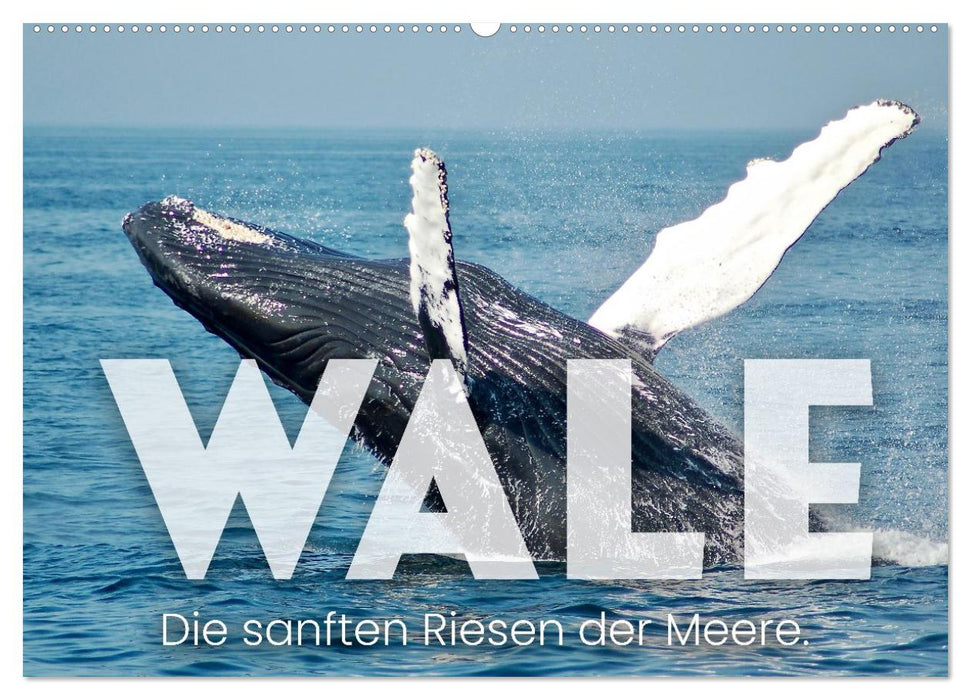Wale - Die Riesen der Meere. (CALVENDO Wandkalender 2027)