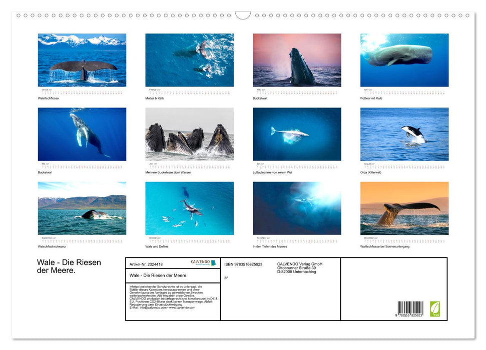 Wale - Die Riesen der Meere. (CALVENDO Wandkalender 2027)