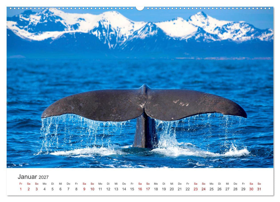 Wale - Die Riesen der Meere. (CALVENDO Wandkalender 2027)