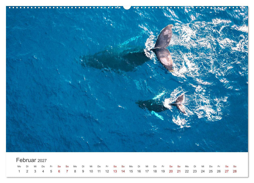 Wale - Die Riesen der Meere. (CALVENDO Wandkalender 2027)