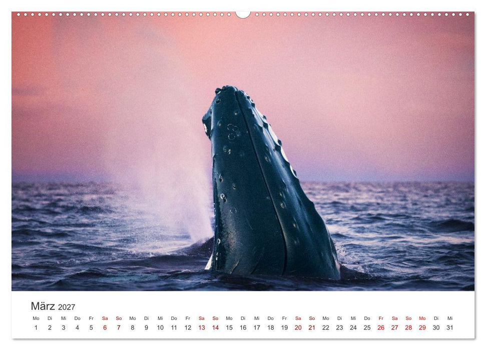 Wale - Die Riesen der Meere. (CALVENDO Wandkalender 2027)