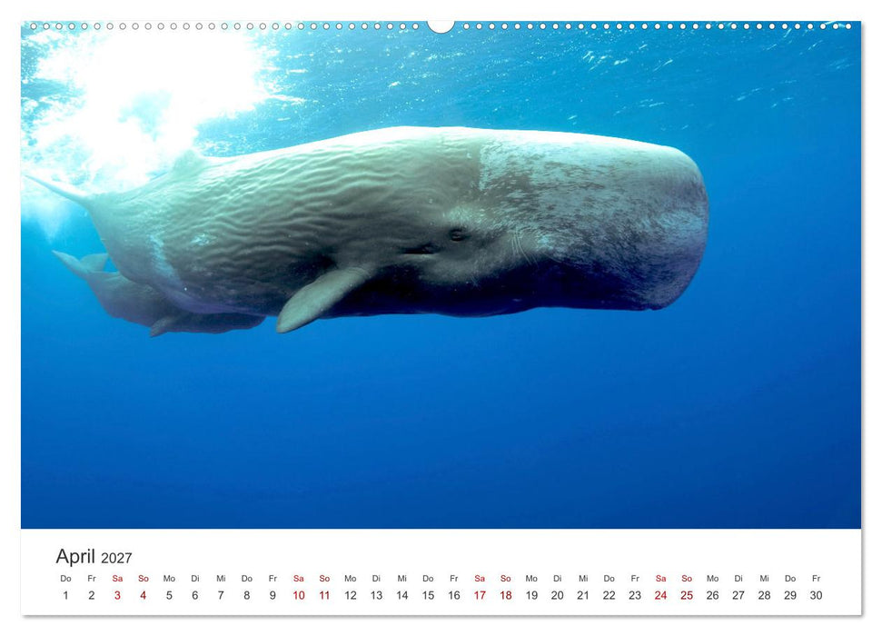 Wale - Die Riesen der Meere. (CALVENDO Wandkalender 2027)