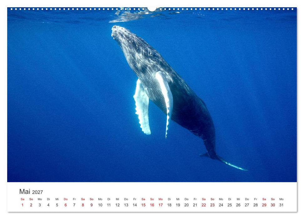 Wale - Die Riesen der Meere. (CALVENDO Wandkalender 2027)