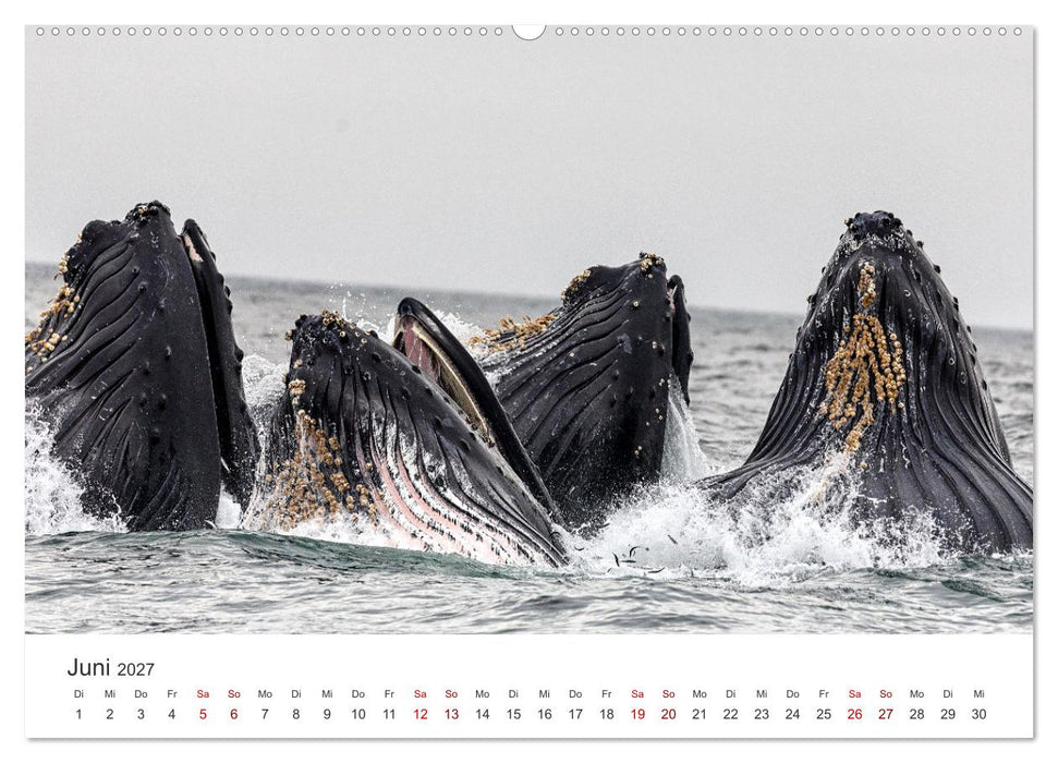 Wale - Die Riesen der Meere. (CALVENDO Wandkalender 2027)