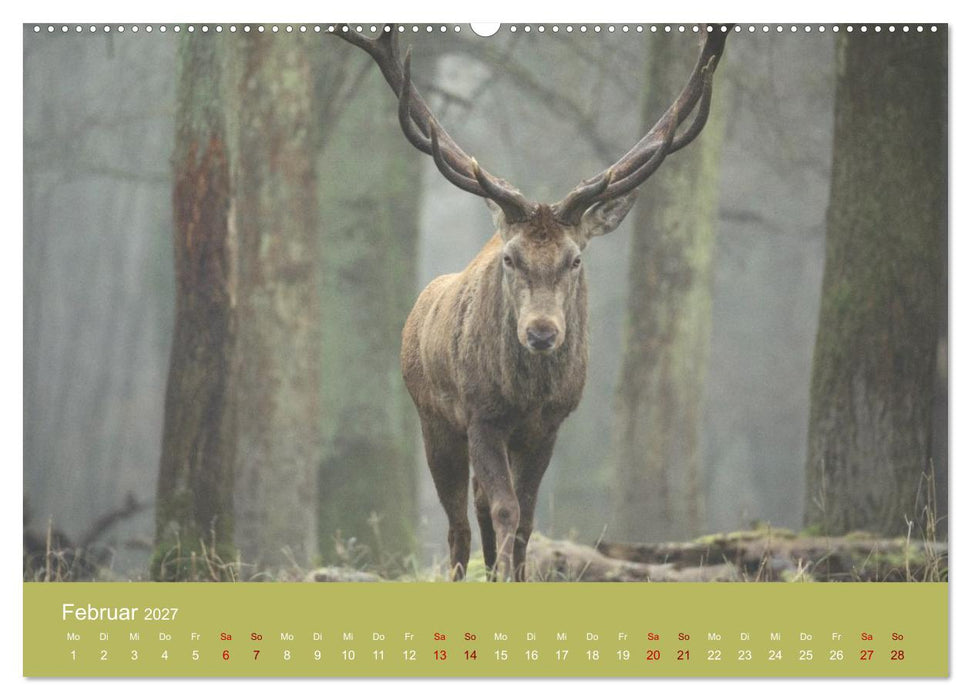 Unter Füchsen und Hirschen (CALVENDO Wandkalender 2027)