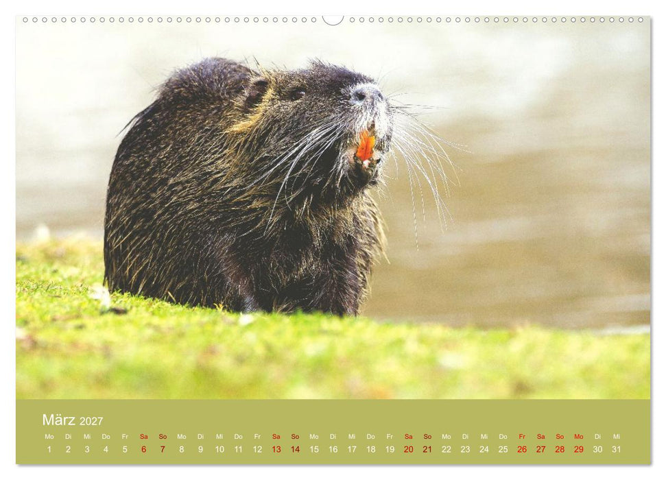 Unter Füchsen und Hirschen (CALVENDO Wandkalender 2027)