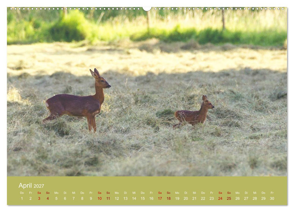 Unter Füchsen und Hirschen (CALVENDO Wandkalender 2027)
